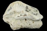 Fossil Crusher Shark (Ptychodus) Tooth - Kansas #187430-1